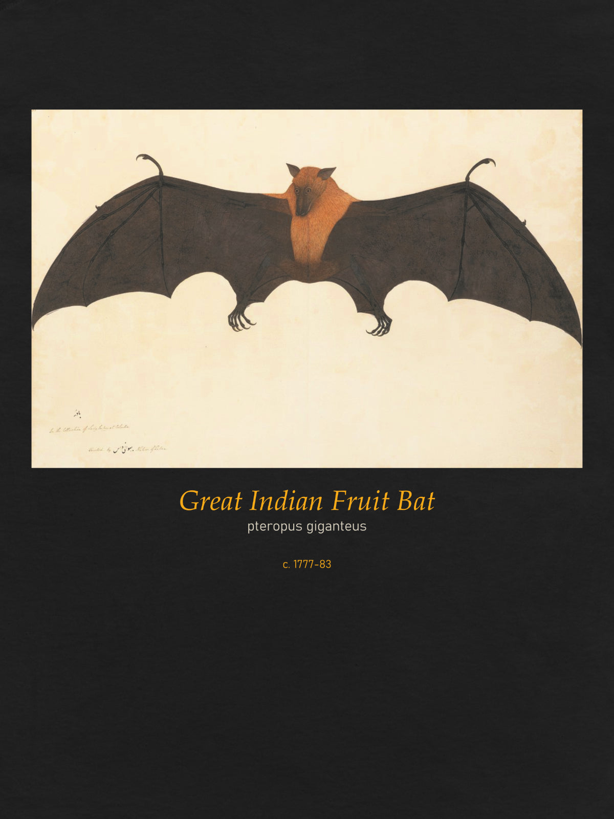 BHAWANI DAS Fruitbat 1