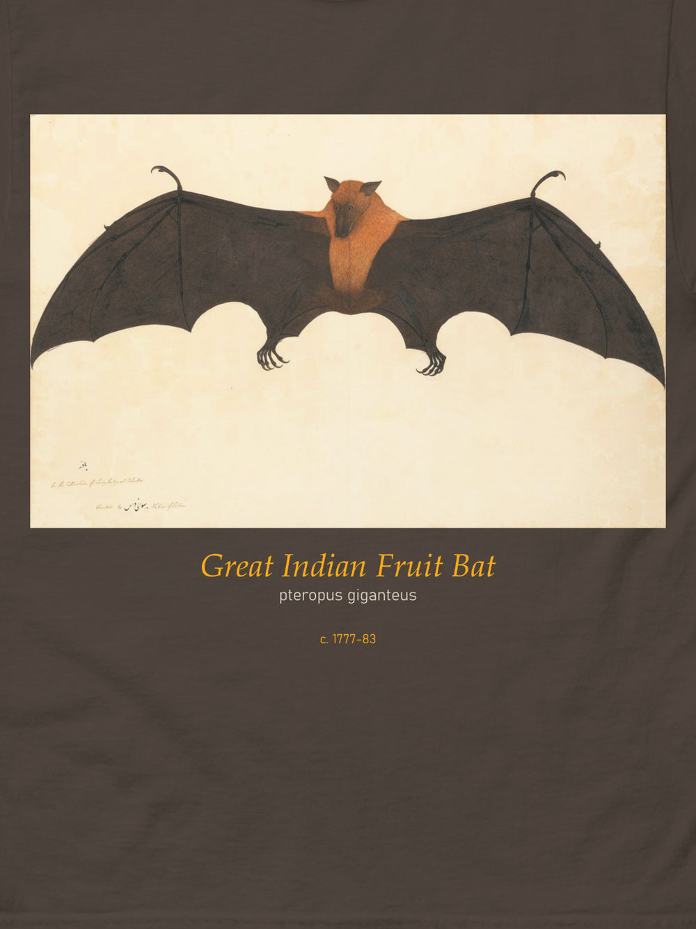 BHAWANI DAS Fruitbat 1